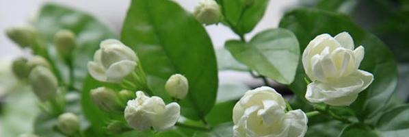 茉莉花语的深意（揭开茉莉花的神秘面纱）