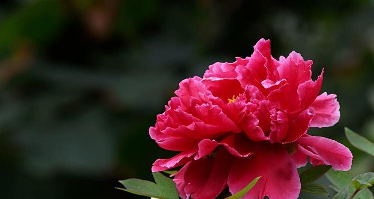 牡丹花的寓意与象征意义（探秘牡丹花的文化内涵和美学价值）