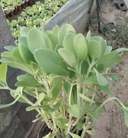 耐盐碱植物（在恶劣环境中茁壮成长的植物们）