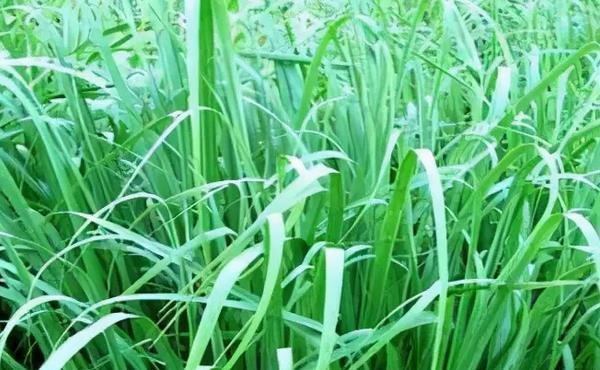 柠檬草的花语——清新自由之香（柠檬草的花语与寓意）