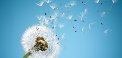 蒲公英花开，爱情纷飞（蒲公英代表的爱情象征与寓意）
