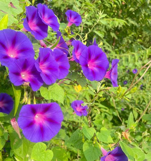 解读牵牛花的花语（牵牛花的花语意义及文化内涵）