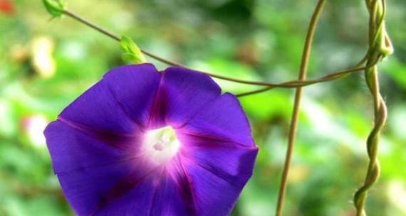 牵牛花（探寻牵牛花的花语与文化内涵）