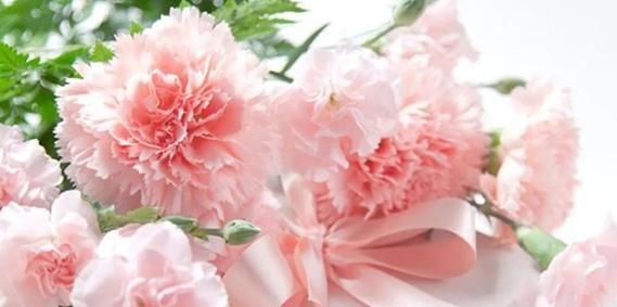 康乃馨花语和寓意——向老师致以感恩与敬意（康乃馨花语的独特象征与老师关系的思考）