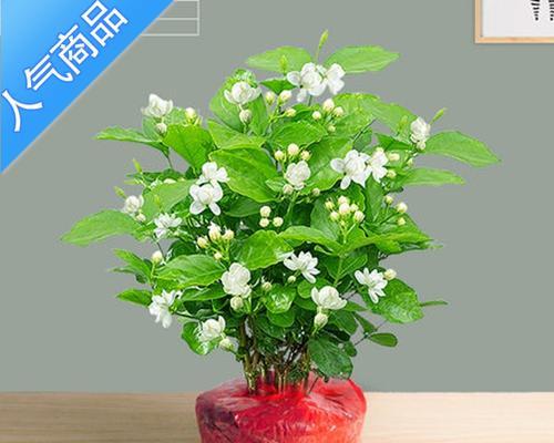 茉莉花的寓意及象征意义（以送茉莉花表达的情感与愿望）