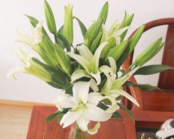 百合花的寓意与象征意义（探索百合花的浪漫与美丽）
