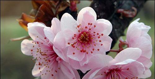 桃花花语（桃花花语的含义和传说）