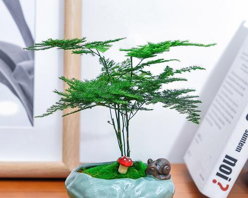 文竹的风水与寓意解析（探寻文竹之“吉祥如意”的奥秘）