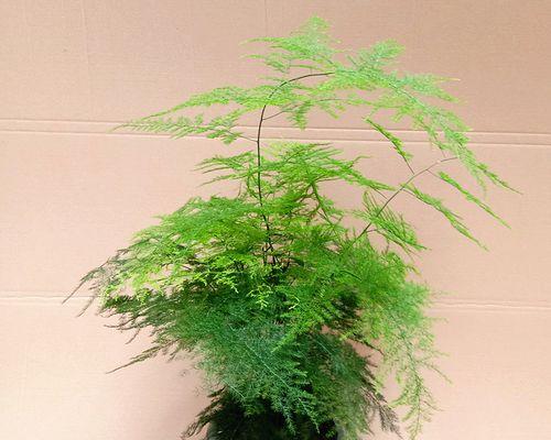 文竹花语与故事（用“绿”点缀生活的文竹）