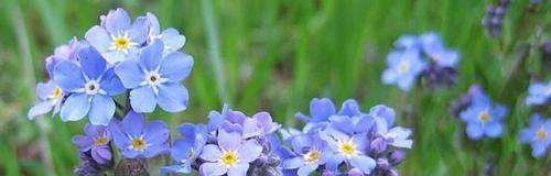 以勿忘我花的花语及其美丽传说（唤醒回忆的芬芳之语）