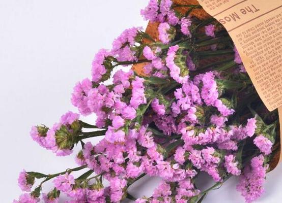 勿忘我花语与寓意（勿忘我花语的深层寓意及象征意义）