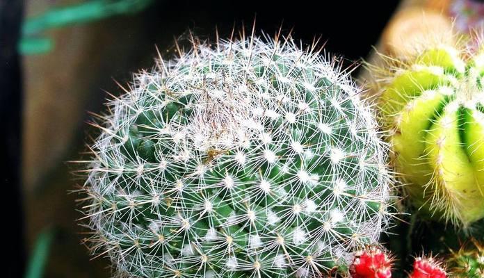 仙人球花语（揭开仙人球花语的神秘面纱）