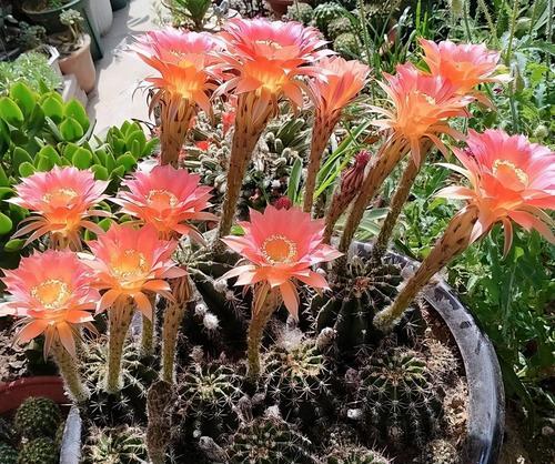 仙人球开花寓意吉祥美好（探索仙人球开花的奇妙寓意及其象征意义）