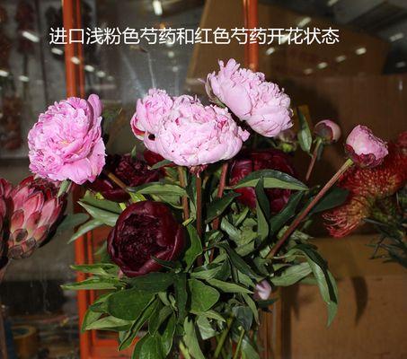 鲜切花（探寻鲜切花的寓意与文化）