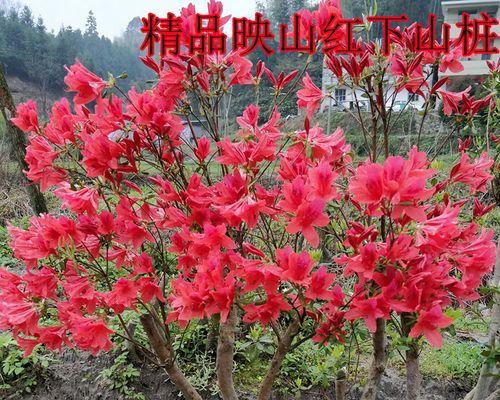 映山红怎么养——家庭养法指南（轻松打造家庭花园）