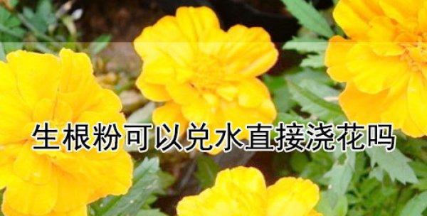 生根粉浇花的好处（为什么生根粉能让花更健康）