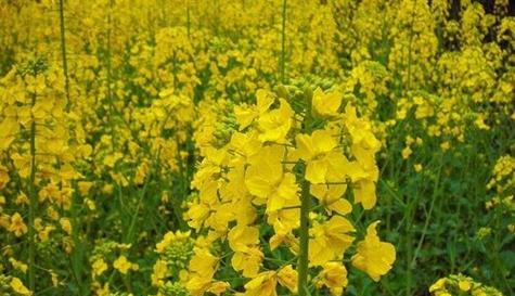 油菜的生长环境与特点（探究油菜生长的关键因素）
