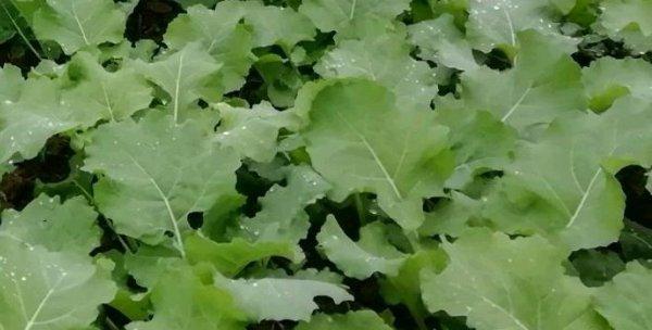 油菜生长周期及其特点剖析（了解油菜的生长周期）