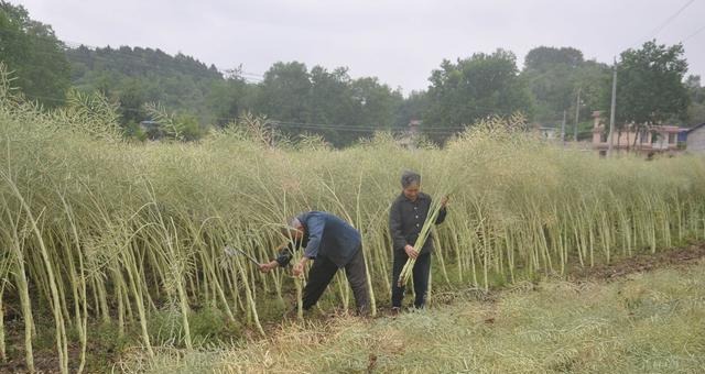 油菜生长期及成熟时间（了解油菜生长特点）