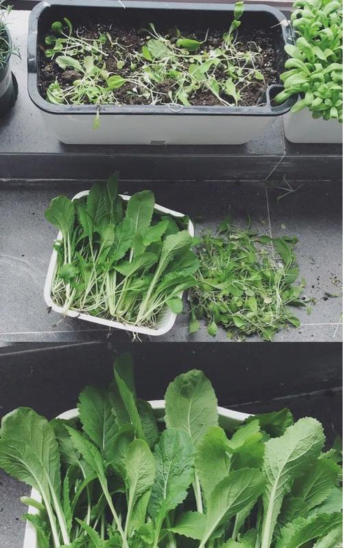 油菜和糖菜，是两种不同的蔬菜（区别与营养）