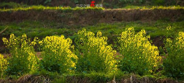 油菜花的种植技巧（从播种到收获）