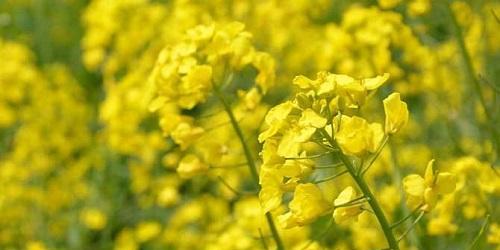 油菜花是被子植物吗（探寻油菜花的植物学性质和生态学特点）