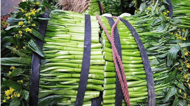 油菜怎样冷冻保存（冷冻保存油菜的方法和技巧）