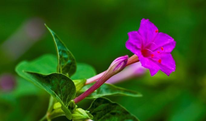 油菜枯可以种花吗（探究油菜枯是否适合种植花卉）