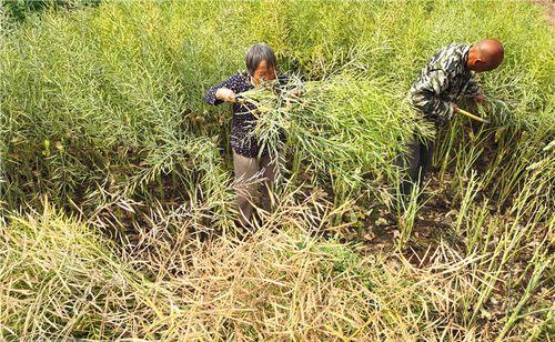 油菜收割时间及注意事项（春季油菜）