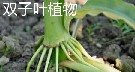 探秘油菜，一种重要的单子叶植物（了解油菜的生长特点和经济价值）