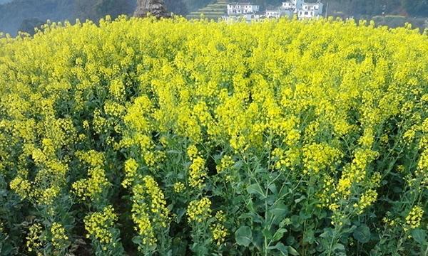 探究油菜的经济价值（从种植到加工）