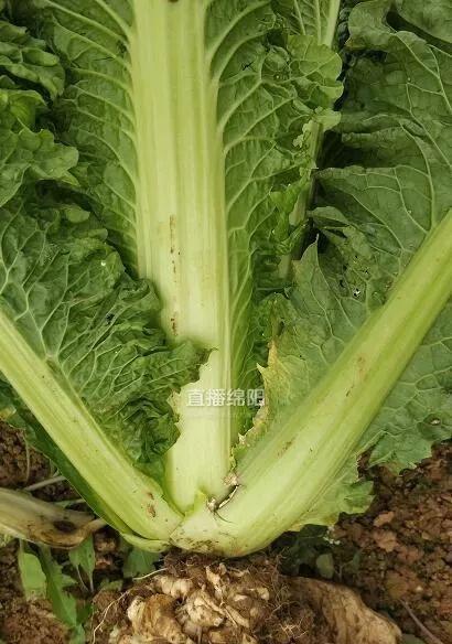 探究油菜根系类型的特点（浅析油菜的根系分类及其生态作用）