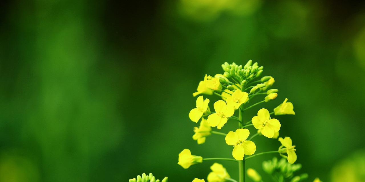 油菜是什么植物（油菜的生长习性）