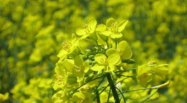 了解油菜（分类学）