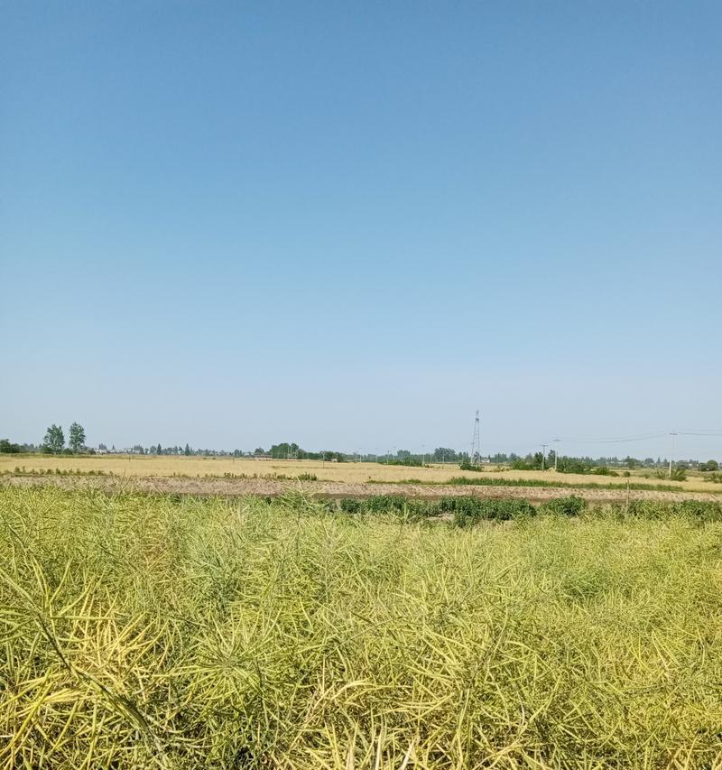 探秘油菜籽的成熟过程（从花朵到果实）