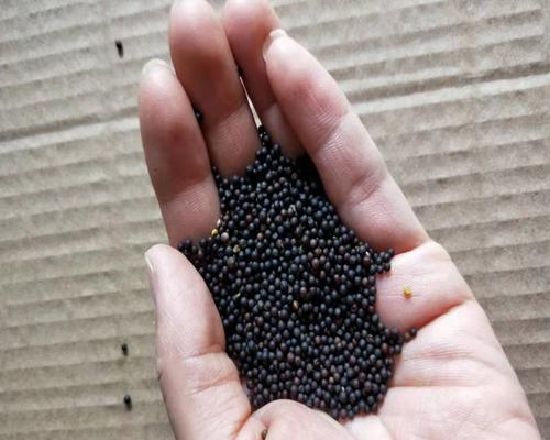 油菜籽是果实吗（探究油菜籽的植物学分类和营养成分）