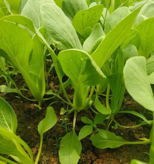 油菜最佳种植时间（掌握最佳种植时间）