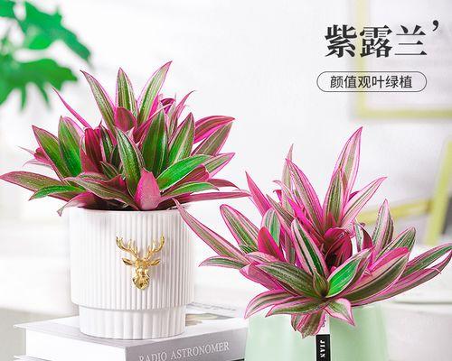 如何让油画吊兰更旺盛（科学养护让你的油画吊兰更加茂盛）