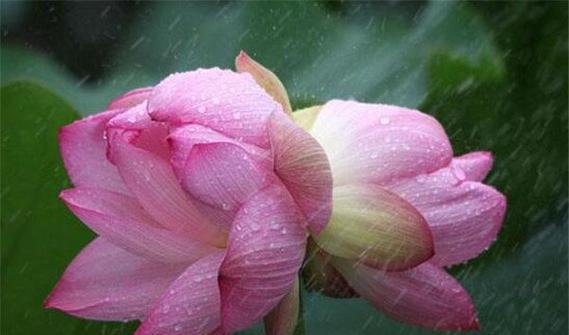 并蒂莲的花语——生命中的连接与和谐（和谐共生的花朵）