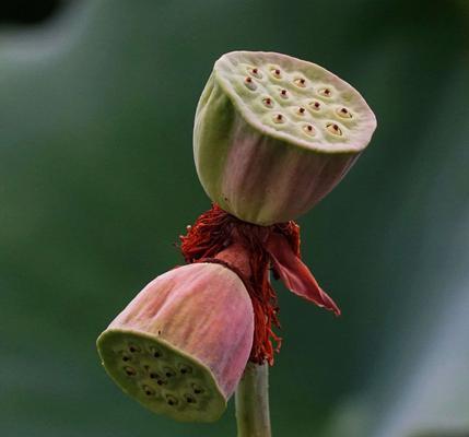 并蒂莲花（解读并蒂莲花的象征意义）