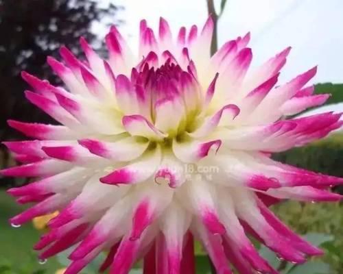大丽花的花语意义（探寻大丽花的花语传达的情感与心意）