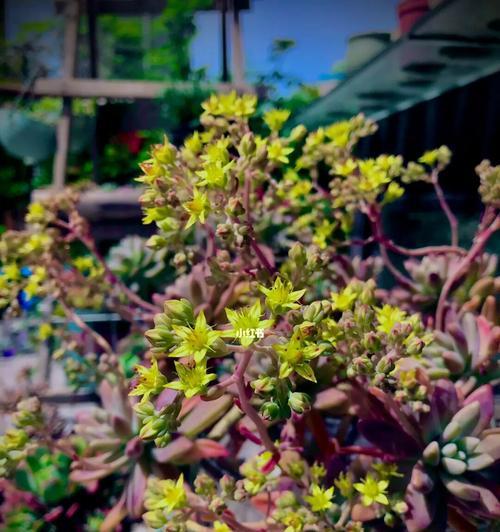 多肉植物的花语与寓意（探索多肉植物花朵的秘密与象征意义）
