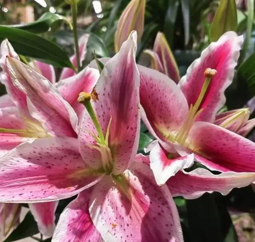 粉色百合花语（探寻粉色百合的花语魅力）