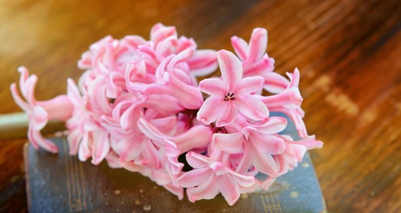 粉色风信子花语（用粉色风信子传递爱与祝福）