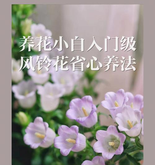 风铃花的花语传说（风铃花的美丽与神秘——揭开花语的含义和传说）