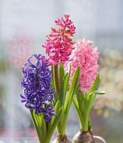 风信子的象征意义与文化传承（从花语到神话）