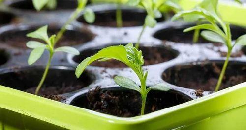 菊花养护大全（如何选择适合菊花生长的土壤）