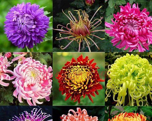 菊花的开花季节与特点（探究菊花的花期及适宜生长环境）