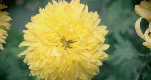 四季菊花的生长习性与特点（探究四季菊花是否真的四季开花）