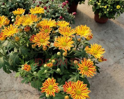 菊花四季开花的奥秘（探寻菊花开花的规律和原因）